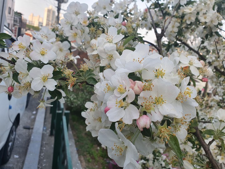 벗꽃