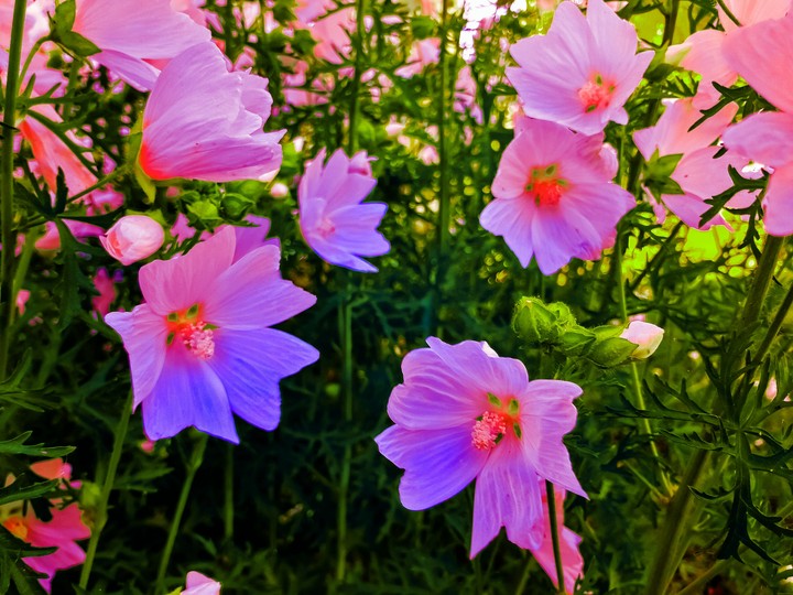 Colorful flowers