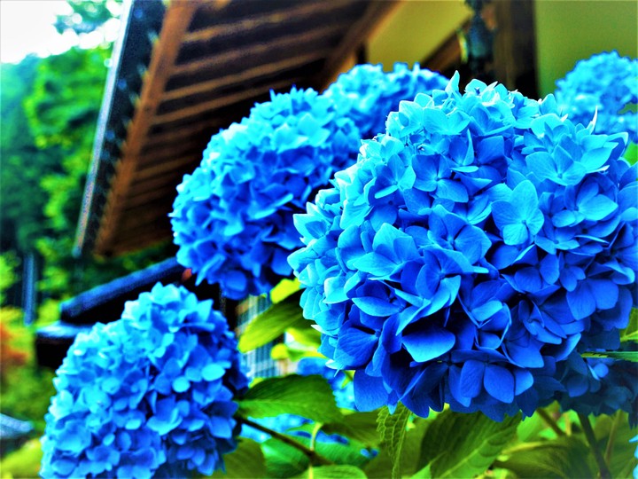 紫陽花