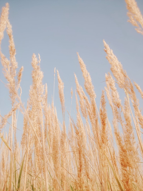 grass, field वॉलपेपर