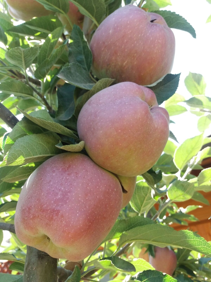 Apples