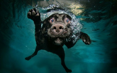 Dog in water