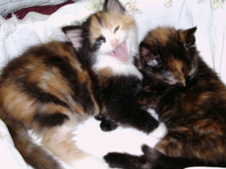 sisters