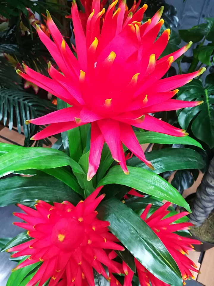 Tropic