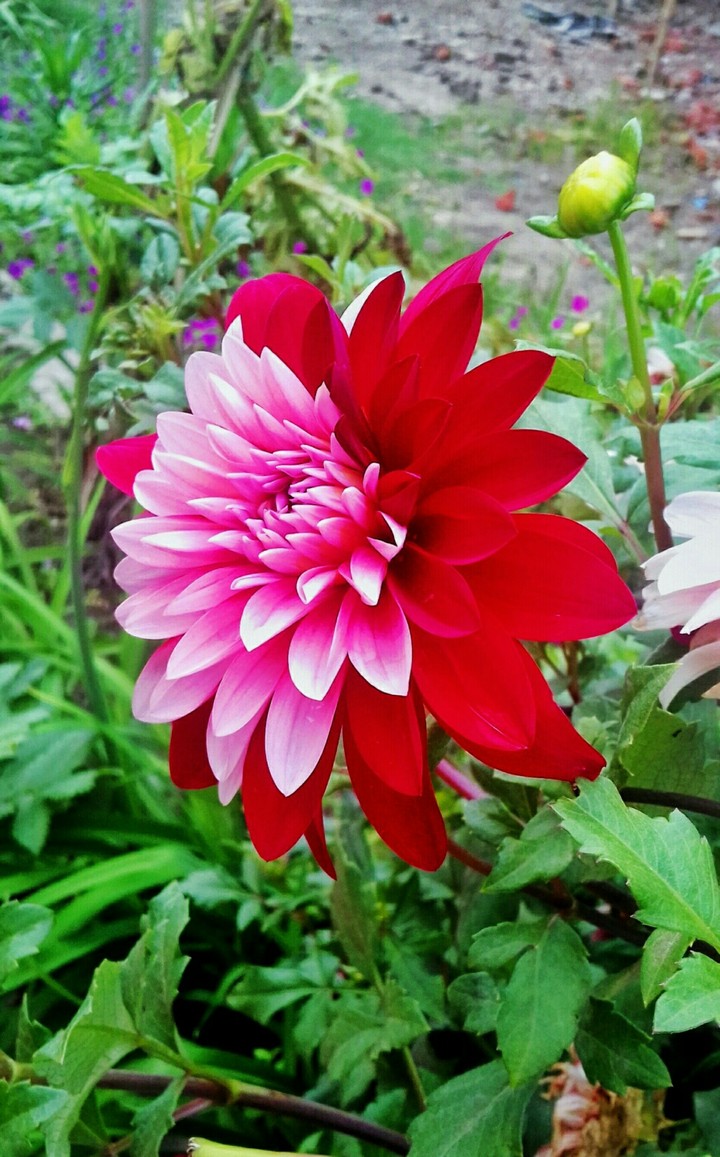 flower