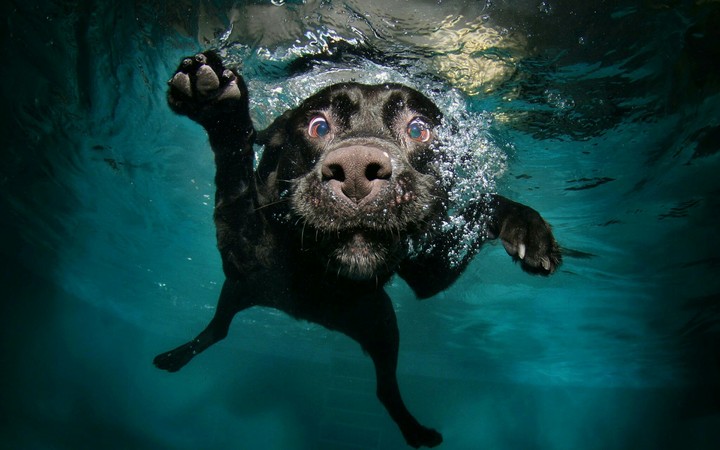 Dog in water