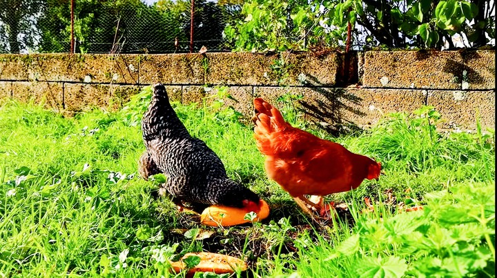 birds