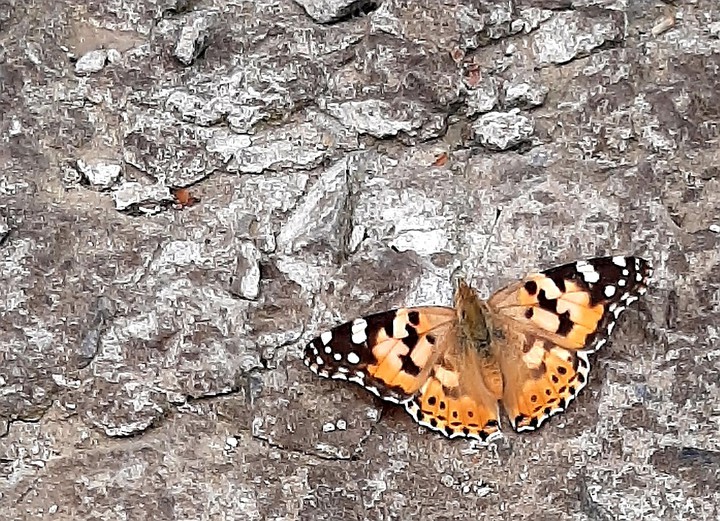 butterfly