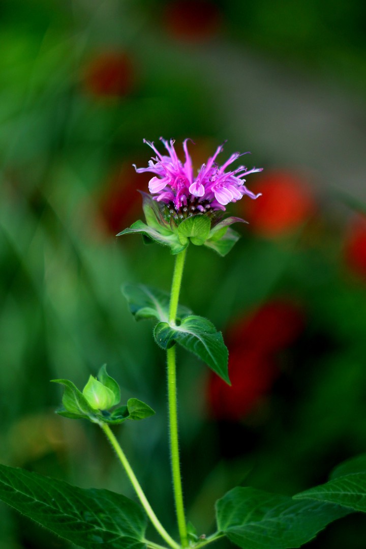 Pink flower