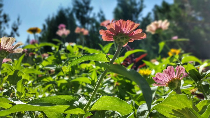 Sun flower