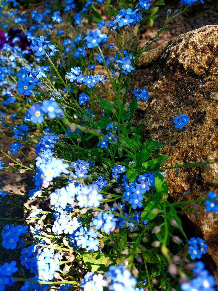 blue flower