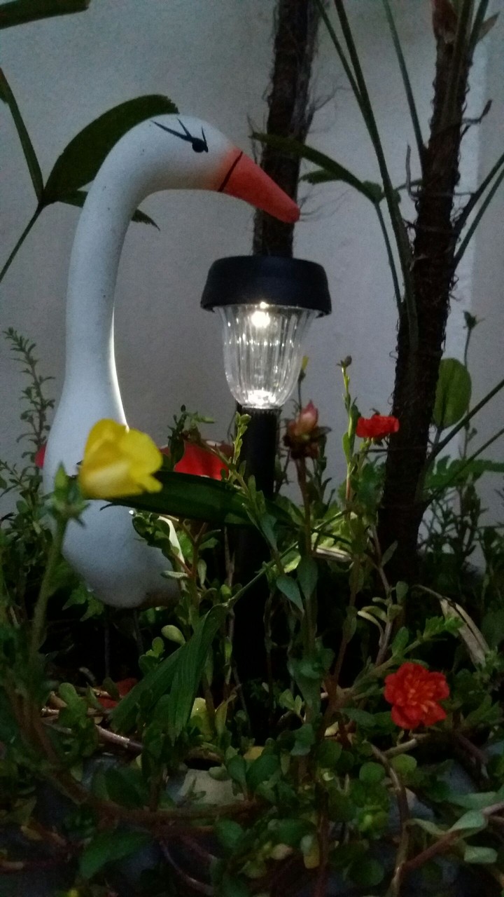 plant