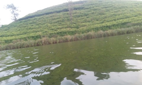 Tea valley