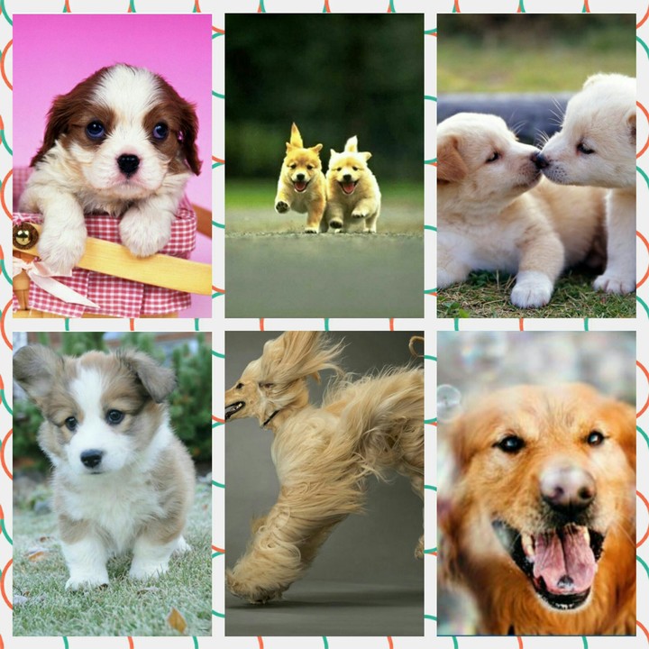 dogs
