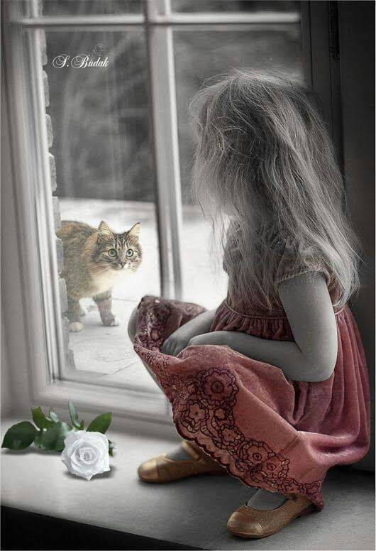 cat
