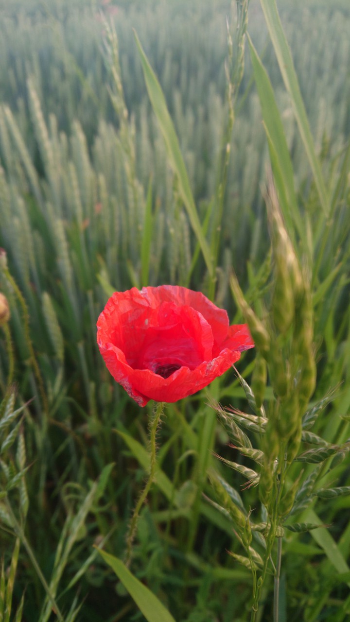 Poppy