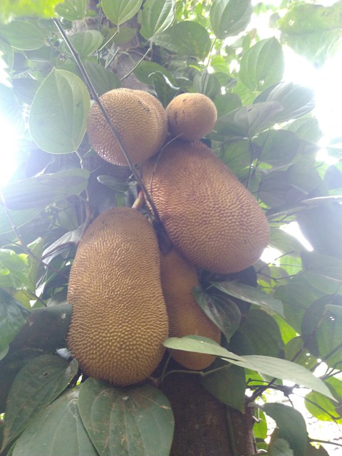 fruits