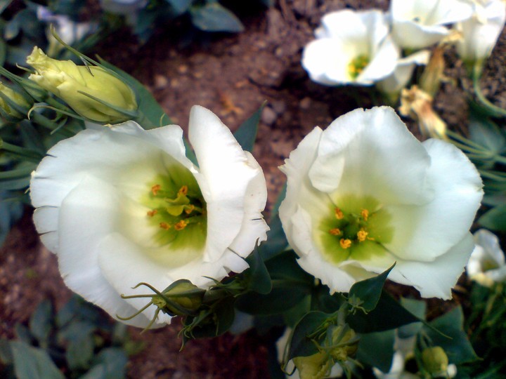flower