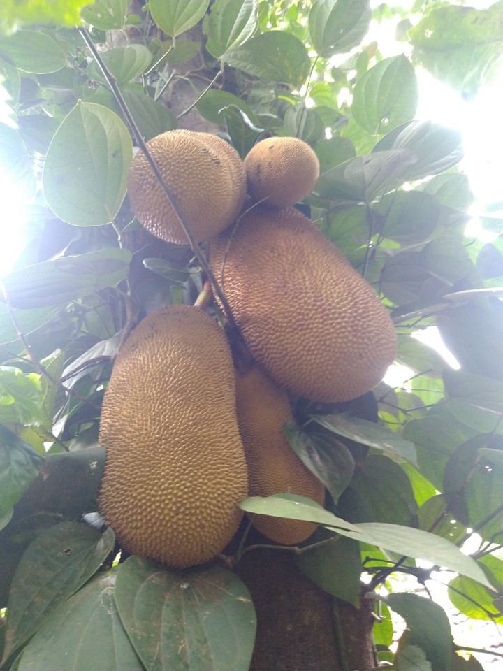 fruits