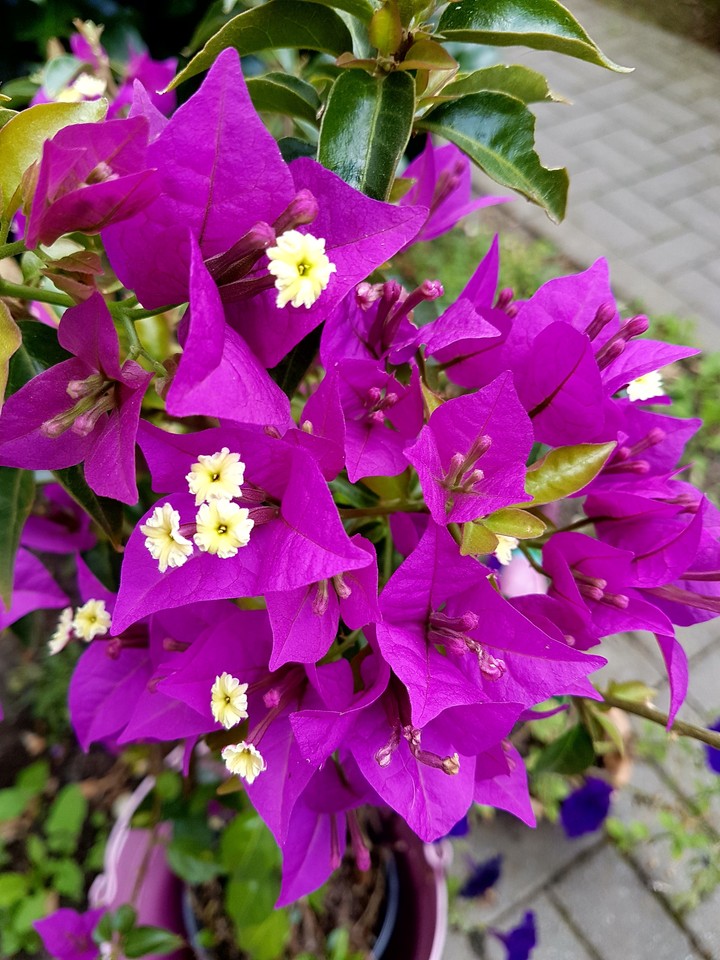 In my garden