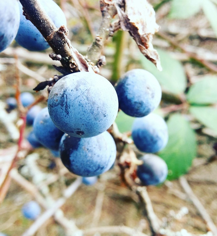 blue and tasty