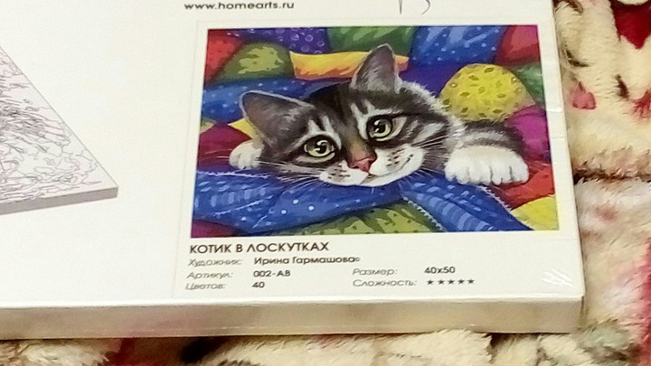котик