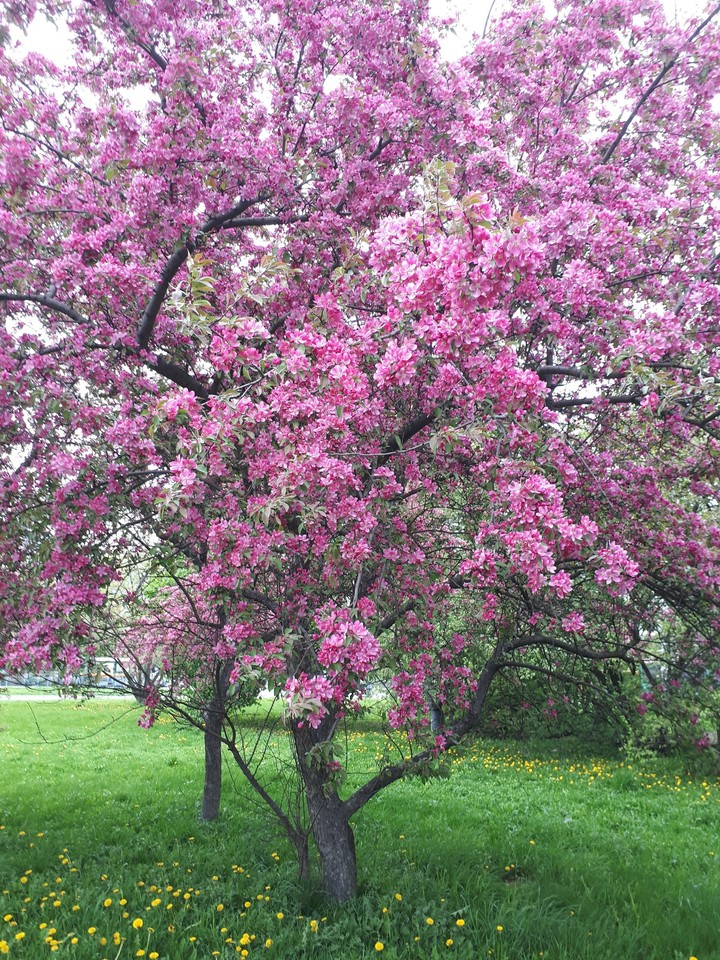 spring