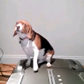 sportowiec