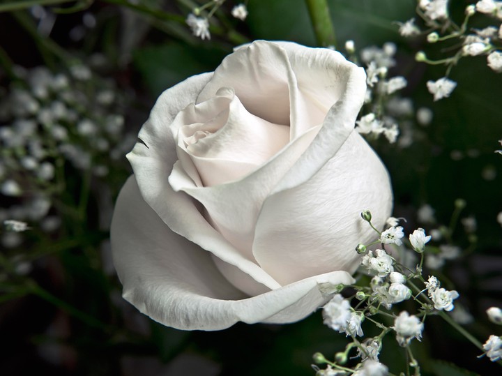 white rose
