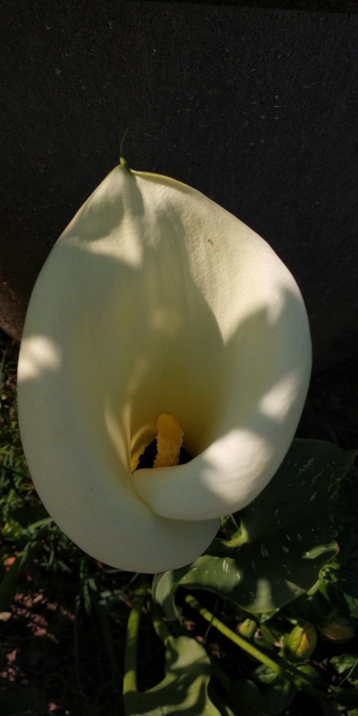 fiori