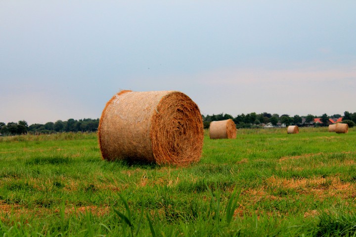 auf dem Feld;)