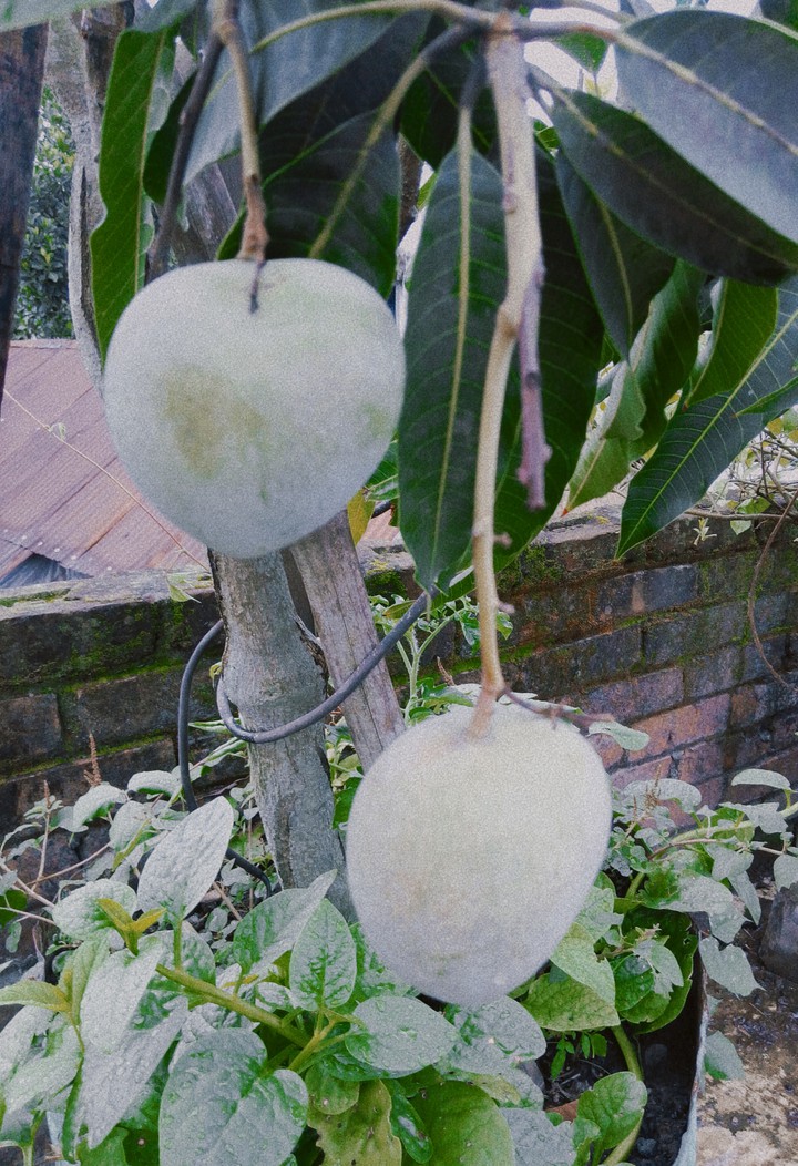 Mango