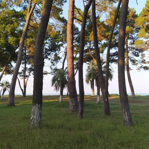 Guria, Ureki