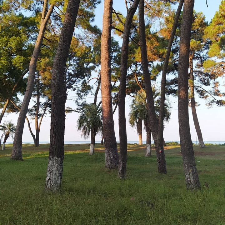 Guria, Ureki
