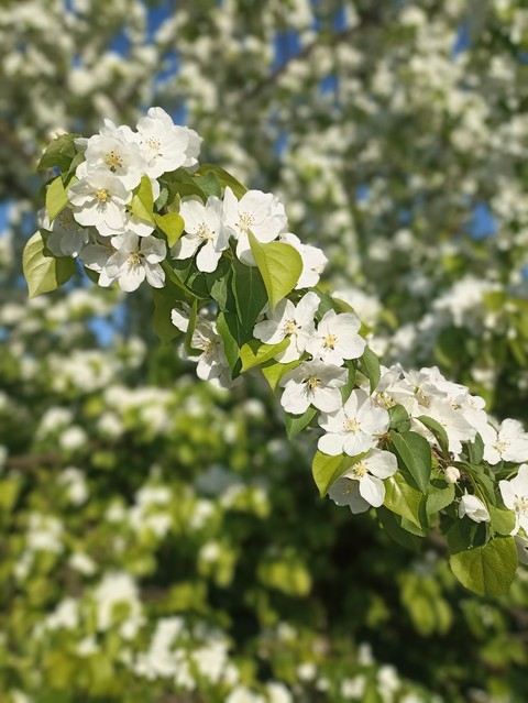 petal, Blossom achtergronden