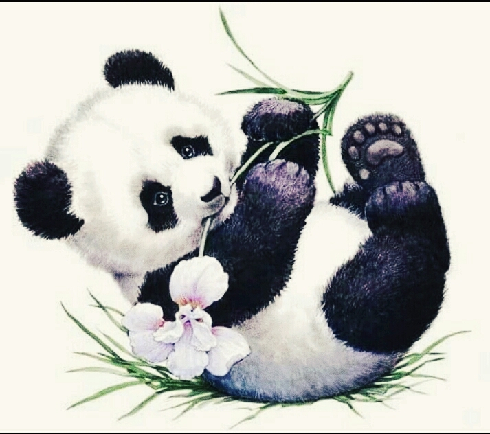 panda 