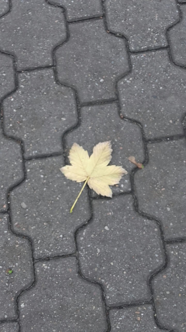 autumn leaf