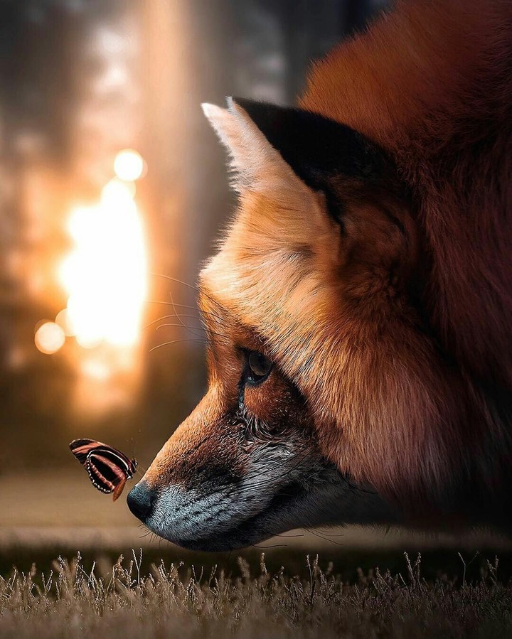 fox