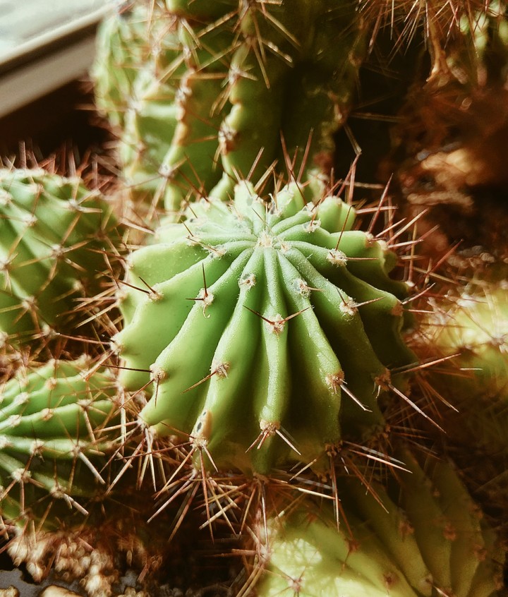 cactus