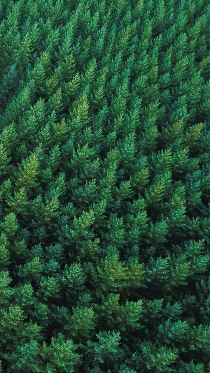 Pine tree
