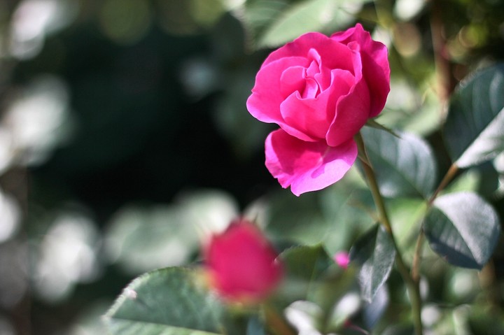 rose 9