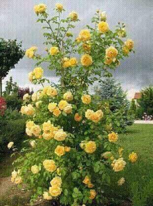 Mais flores para vocês amigos.