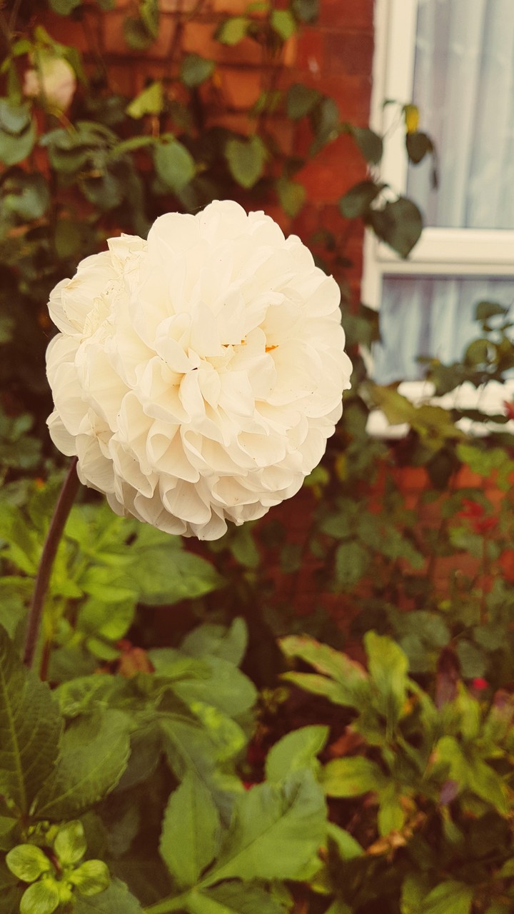 flower