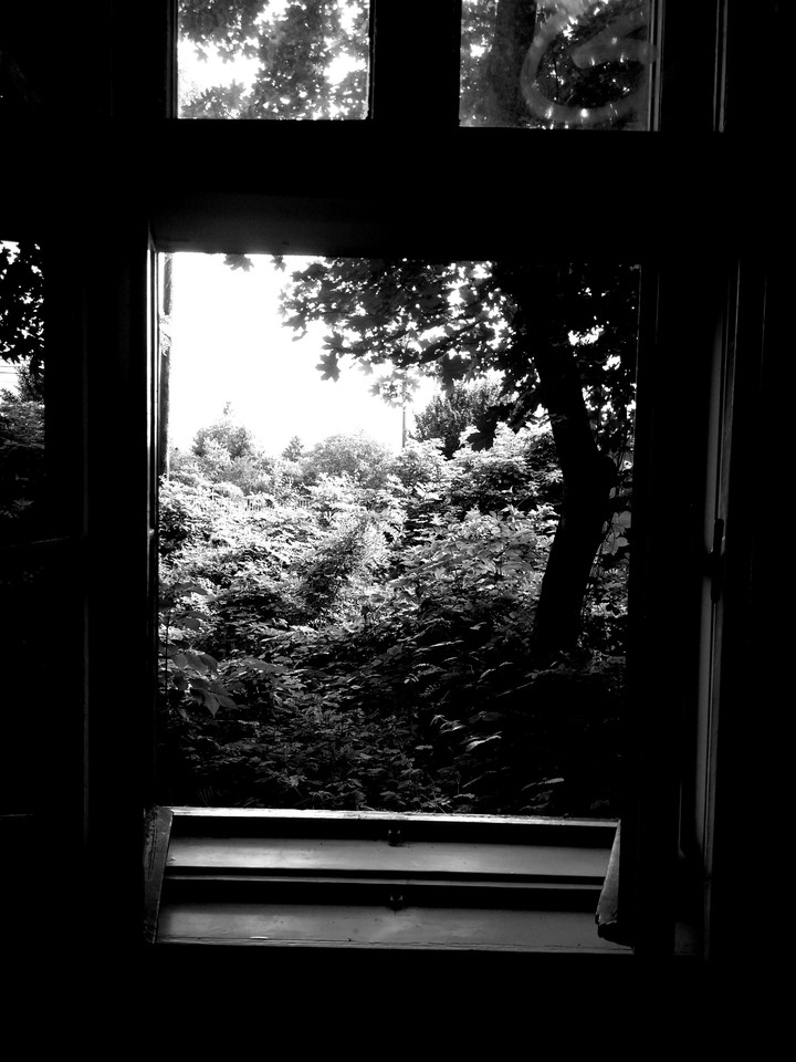view to the forest