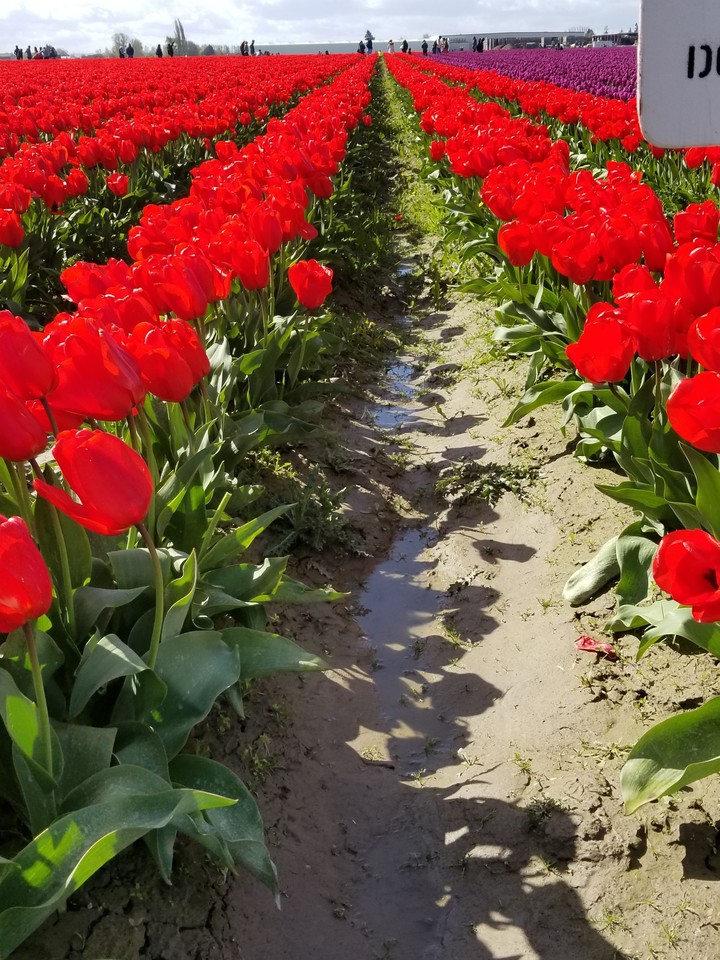 red