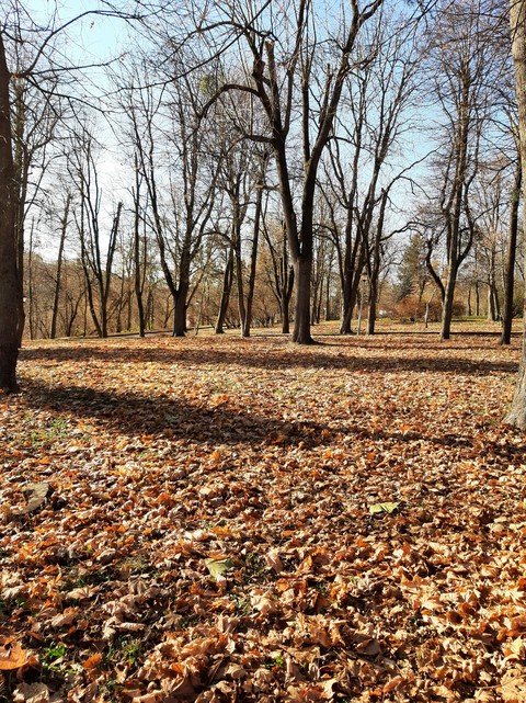 tapety brown, tree