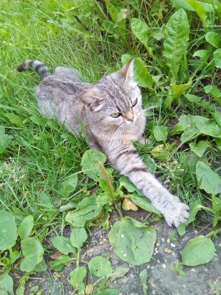 фруктовым микс