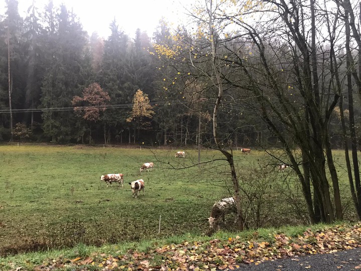 cows