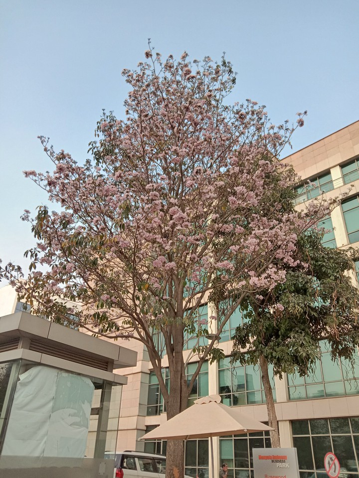Cherry blossom