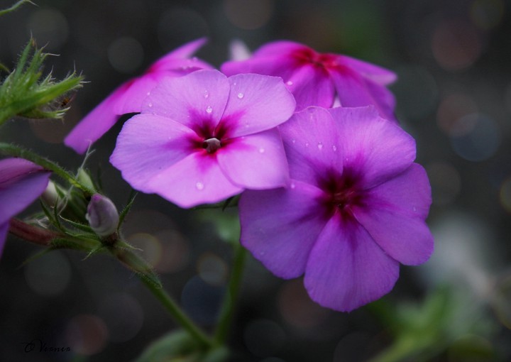 O.V. ❇️❤️❇️ my Flowers